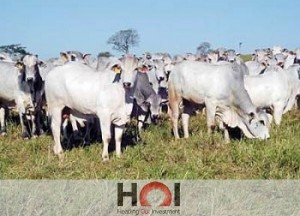 SE BUSCA DINAMIZAR EL SECTOR GANADERO PARAGUAYO