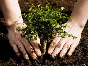 Plantar un árbol es la mejor forma para dejar huella ¿Cómo podemos mejorar nuestra huella ecológica?